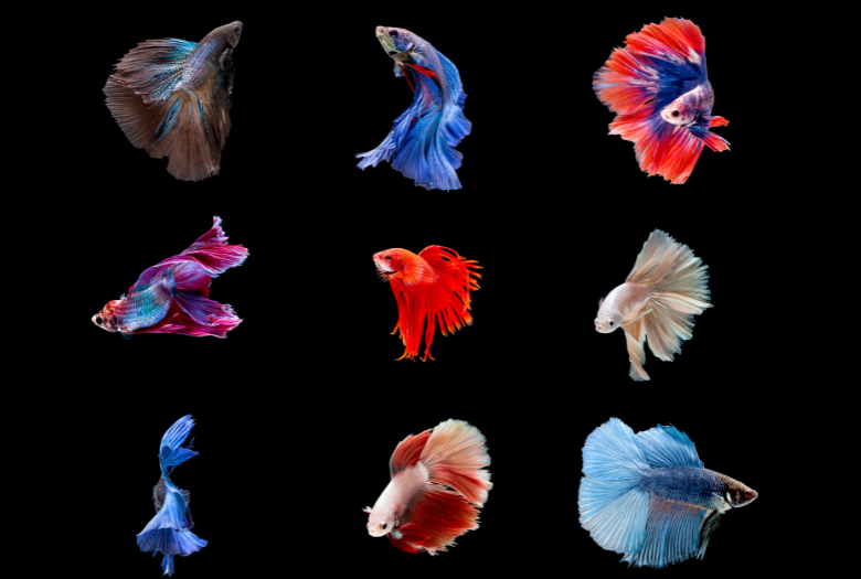 Betta Fish Features