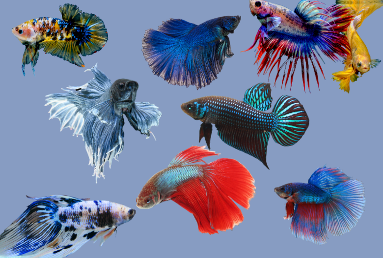 Betta Fish Tail Types
