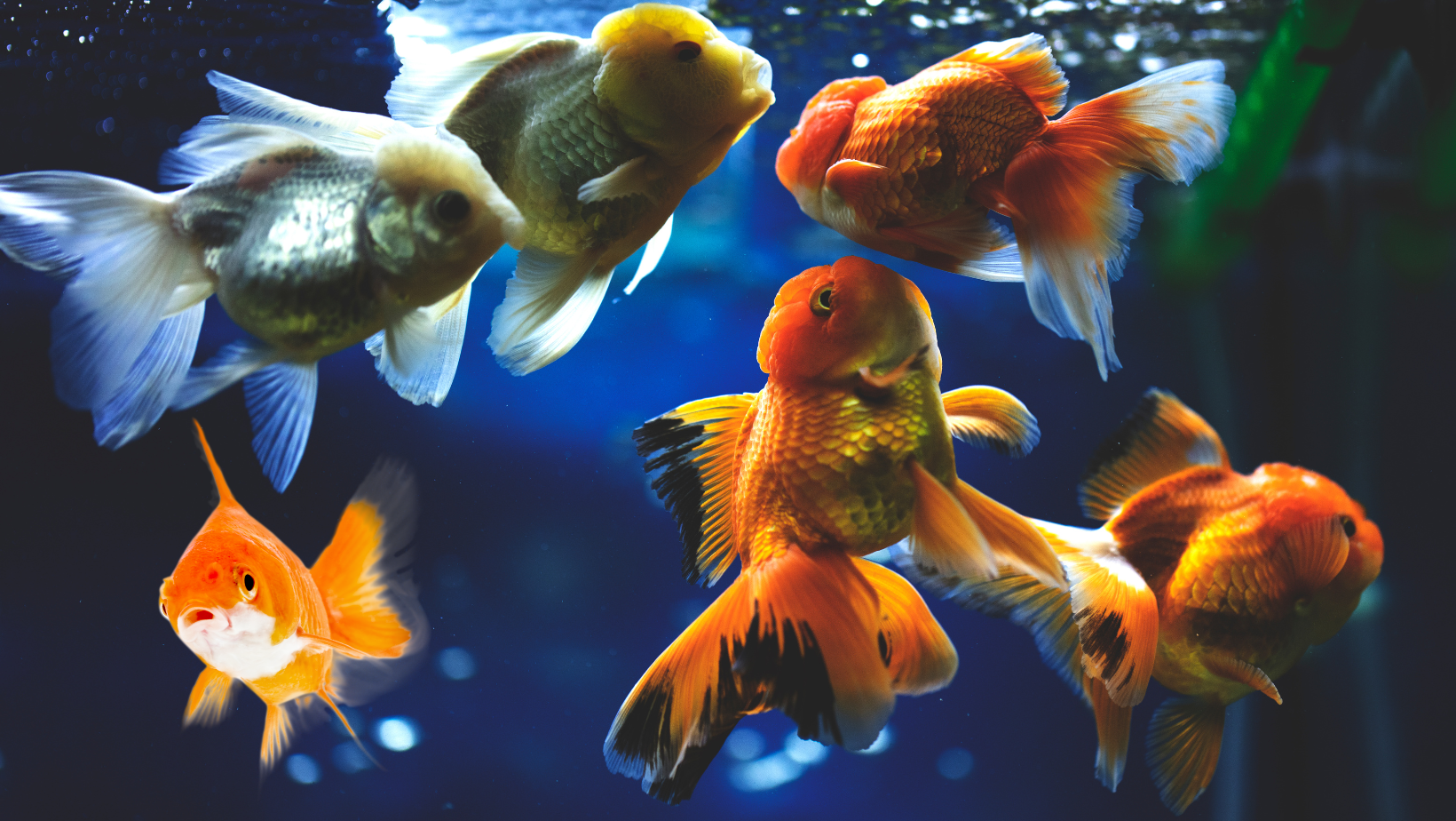 Goldfish Chasing and Nudging Goldfish Chasing and Nudging