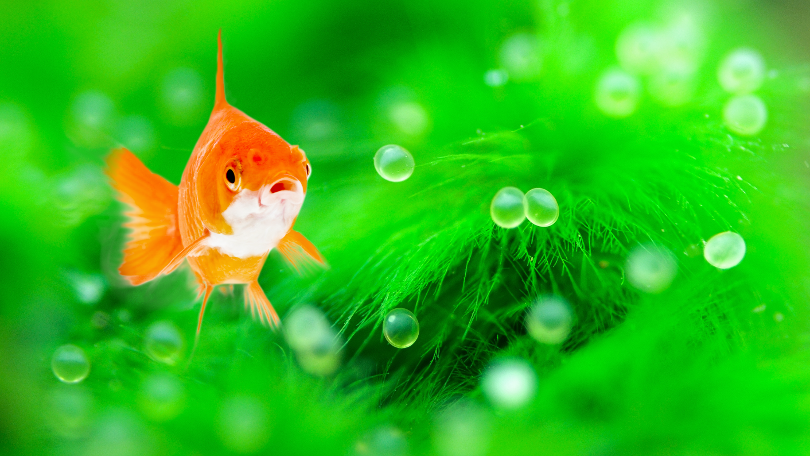 Goldfish Eggs Goldfish Eggs