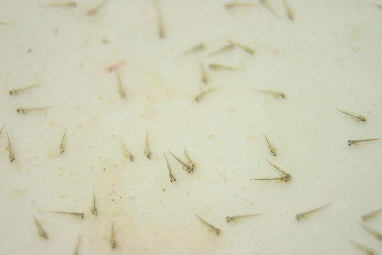 Goldfish Fry Goldfish Fry