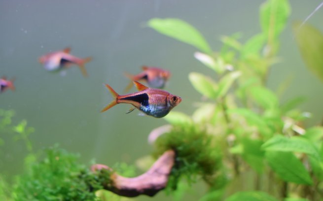 Healthy Aquarium Healthy Aquarium