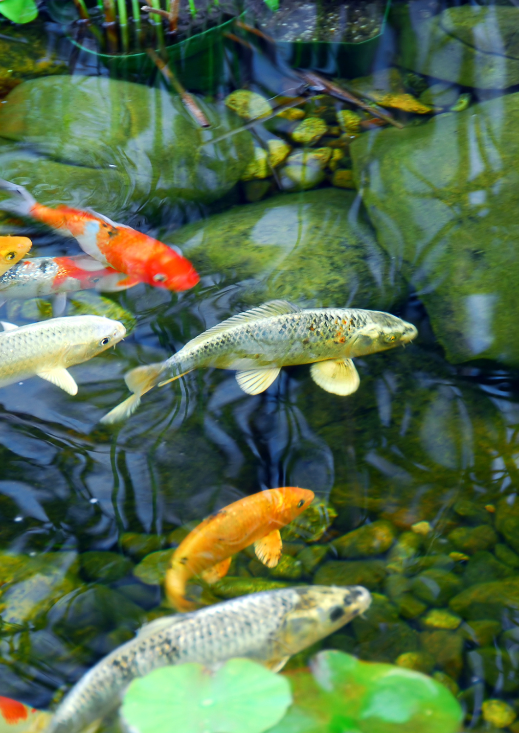 Koi Aquarium Decorations Koi Aquarium Decorations