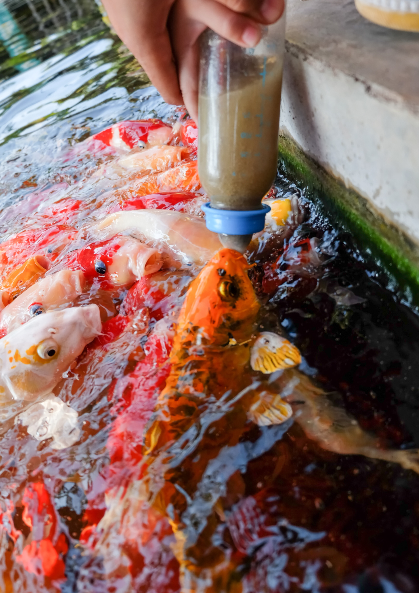 Koi Feeding Koi Feeding
