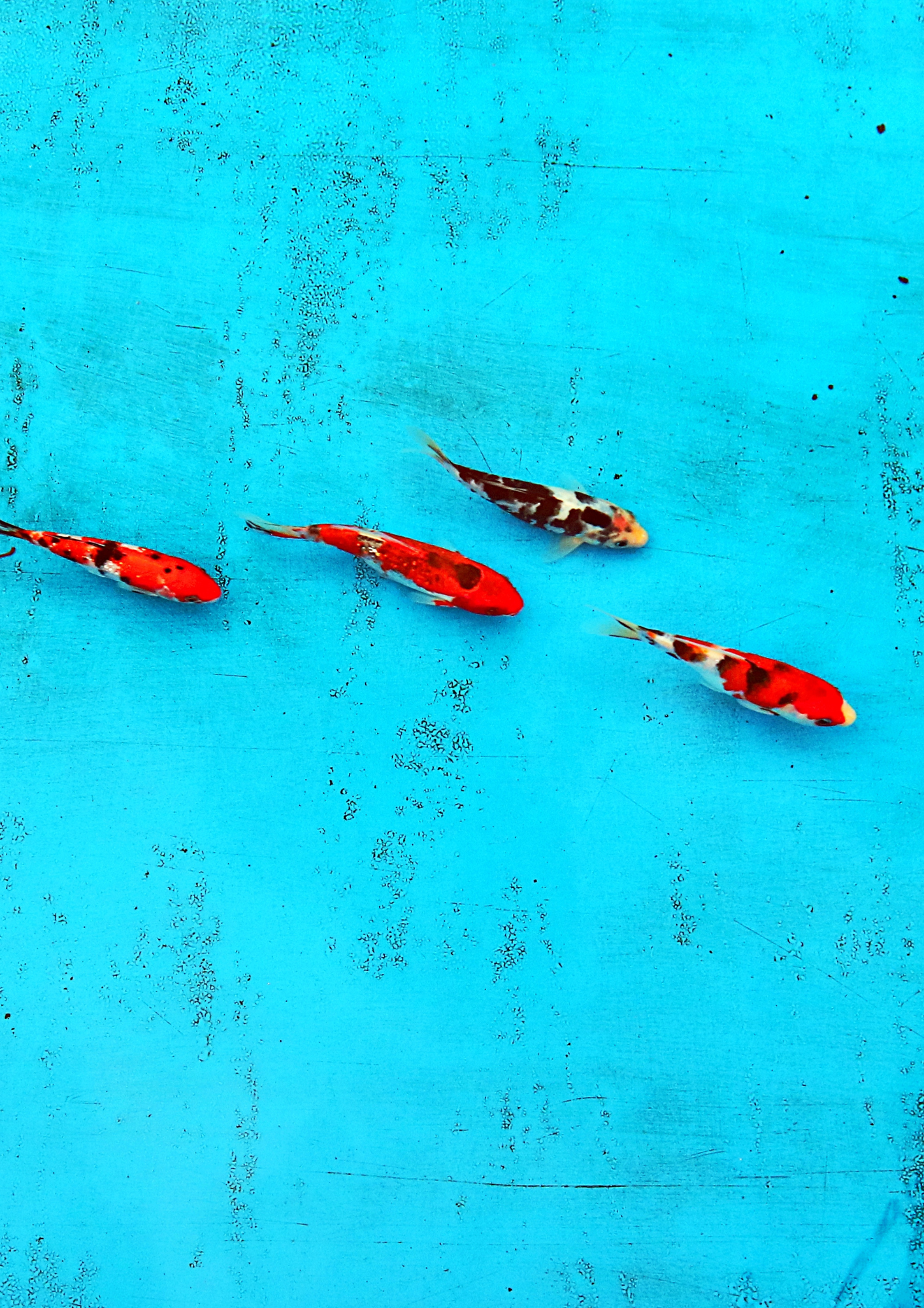 Koi Fish from above Koi Fish from above