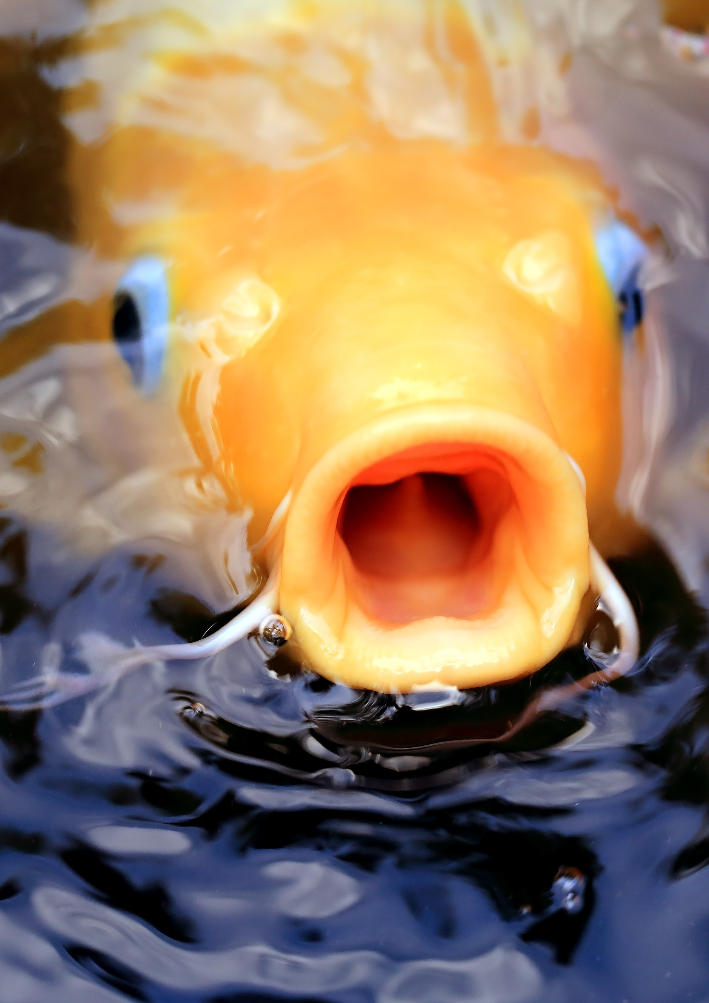 Koi Disease Koi Disease