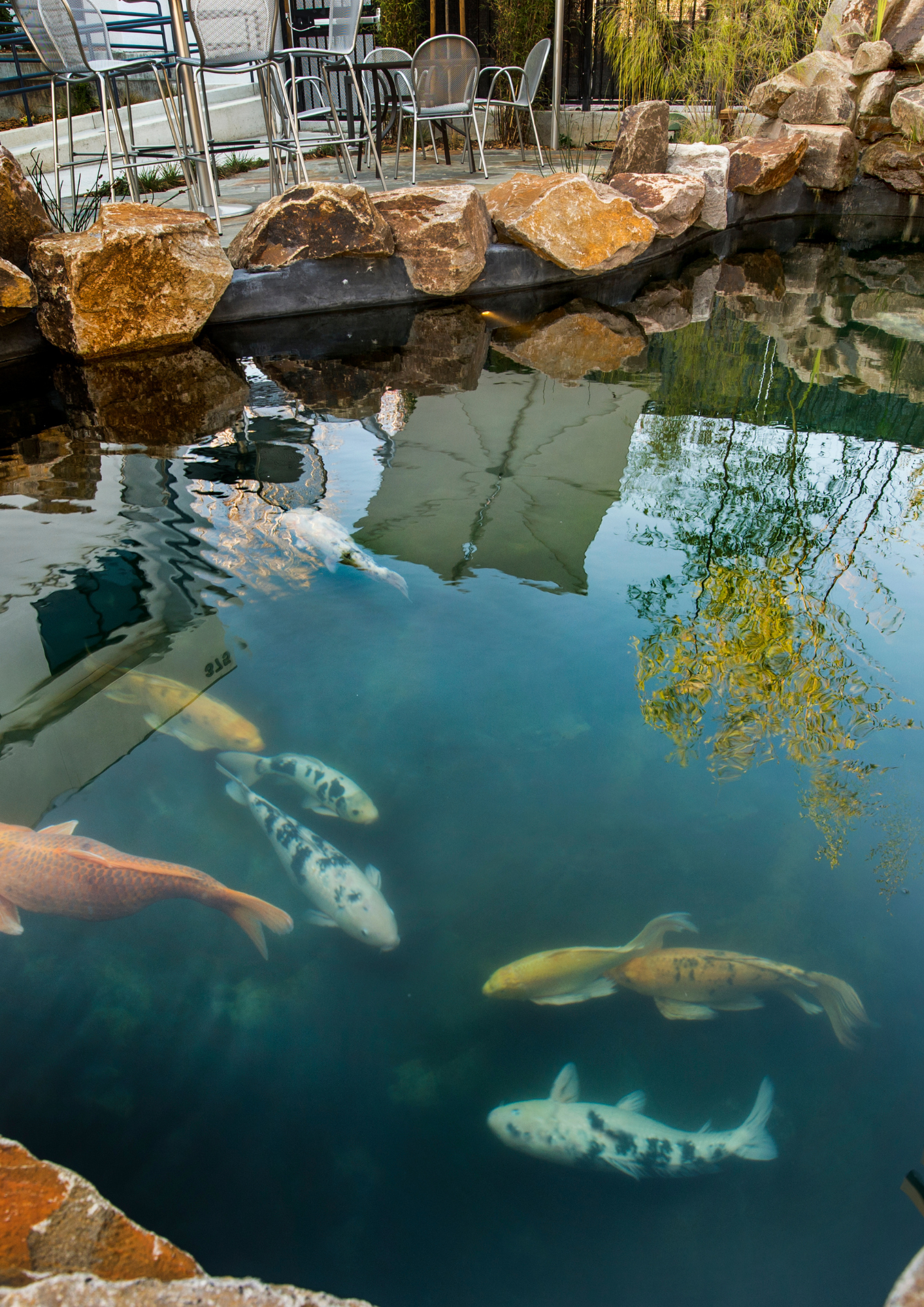 Koi Pond Koi Pond