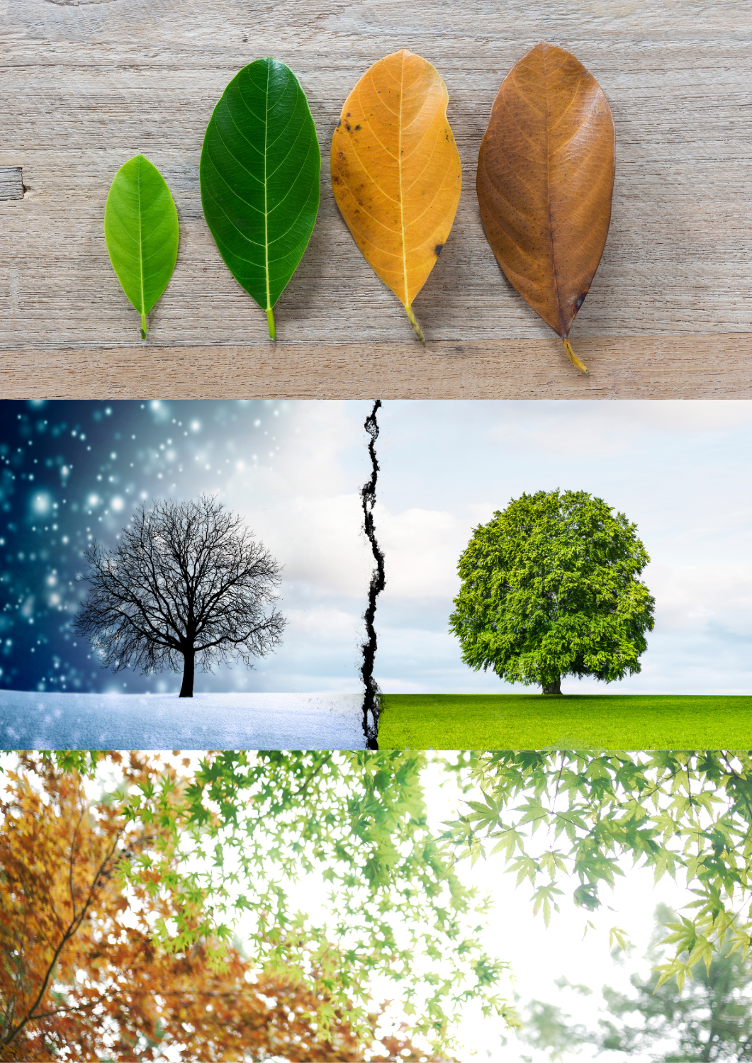 Seasonal Changes Seasonal Changes