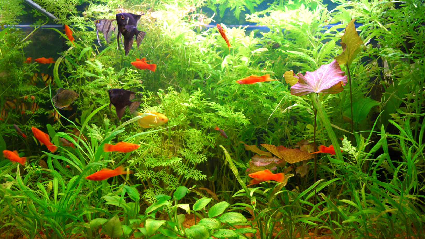 Soothing Aquarium