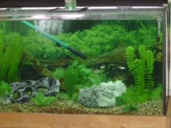 Aquarium Fish Tank Aquarium Fish Tank