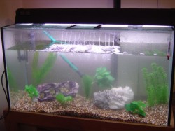 Aquarium Plants Aquarium Plants