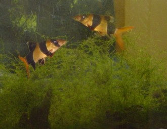 Clown Loach