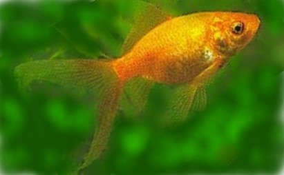 Comet Gold Fish Comet Gold Fish