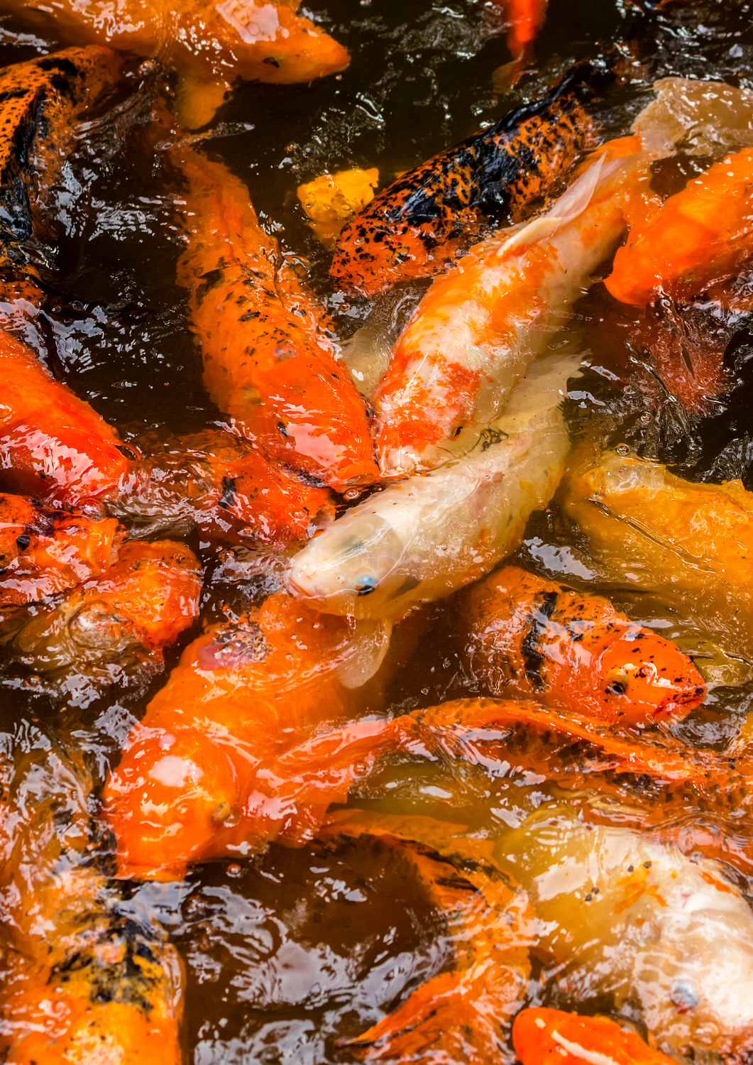 Crowde Koi Pond Crowde Koi Pond