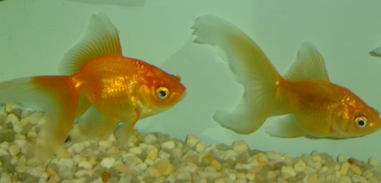 Fantail Gold Fish Fantail Gold Fish